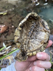 Actinemys marmorata pallida