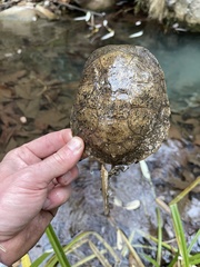 Actinemys marmorata pallida