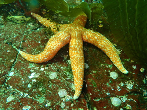 Mottled Star, photo 3 of 10