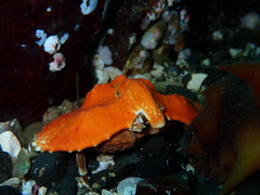 Cryptolithodes typicus