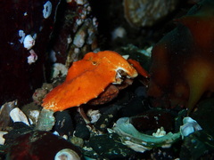 Cryptolithodes typicus