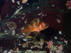 Sebastes maliger