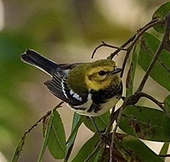 Setophaga virens