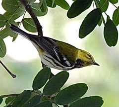 Setophaga virens