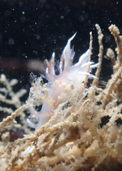 Dendronotus robilliardi