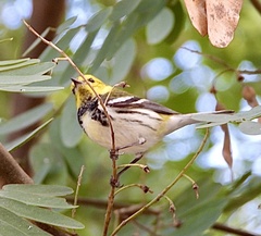 Setophaga virens