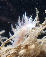 Dendronotus robilliardi