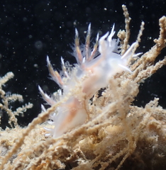 Dendronotus robilliardi