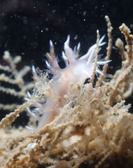 Dendronotus robilliardi