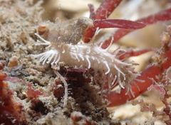 Eupentacta quinquesemita