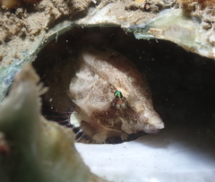 Rhamphocottus richardsonii