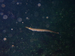 Aulorhynchus flavidus