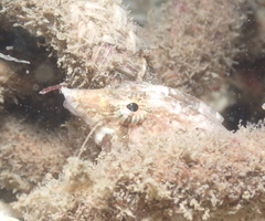 Rhamphocottus richardsonii