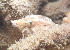 Rhamphocottus richardsonii