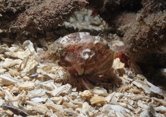 Rhamphocottus richardsonii