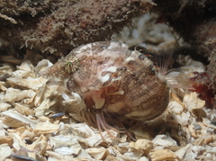 Rhamphocottus richardsonii