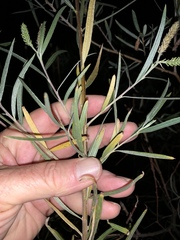 Salix exigua hindsiana