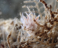 Dendronotus robilliardi