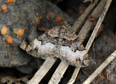 Xanthorhoe biriviata