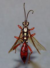 Degithina