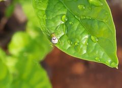 Bijoaraneus mitificus