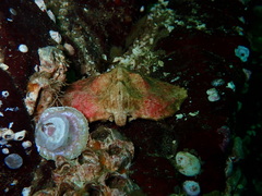 Cryptolithodes typicus