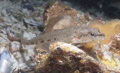 Odontopyxis trispinosa