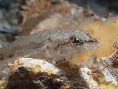 Odontopyxis trispinosa