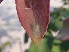 Bijoaraneus mitificus