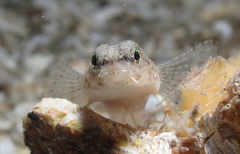 Odontopyxis trispinosa