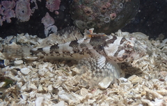 Padded Sculpin photo 2
