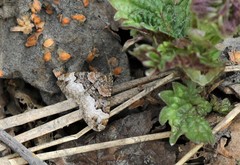 Xanthorhoe biriviata
