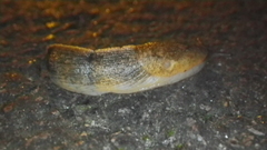 Tandonia sowerbyi