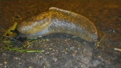 Tandonia sowerbyi