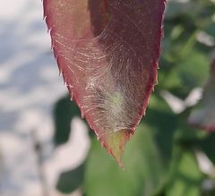 Bijoaraneus mitificus