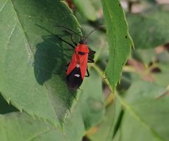 Oncopeltus nigriceps