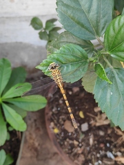 Paragomphus lineatus