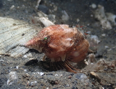 Rhamphocottus richardsonii