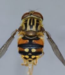 Helophilus campbelli