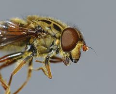 Helophilus campbelli