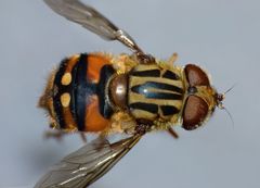 Helophilus campbelli