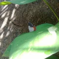 Talicada nyseus nyseus