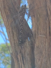 Austroaeschna parvistigma