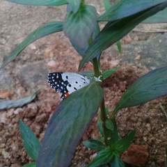 Talicada nyseus nyseus