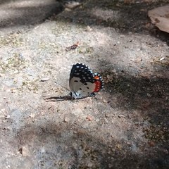 Talicada nyseus nyseus