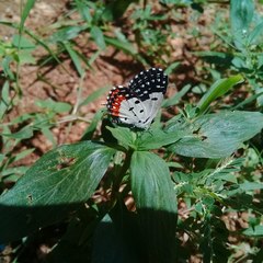 Talicada nyseus nyseus