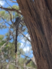 Austroaeschna parvistigma