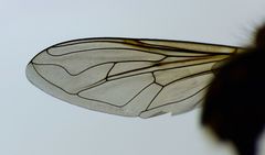 Helophilus campbelli