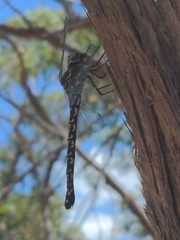 Austroaeschna parvistigma