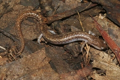 Batrachoseps pacificus